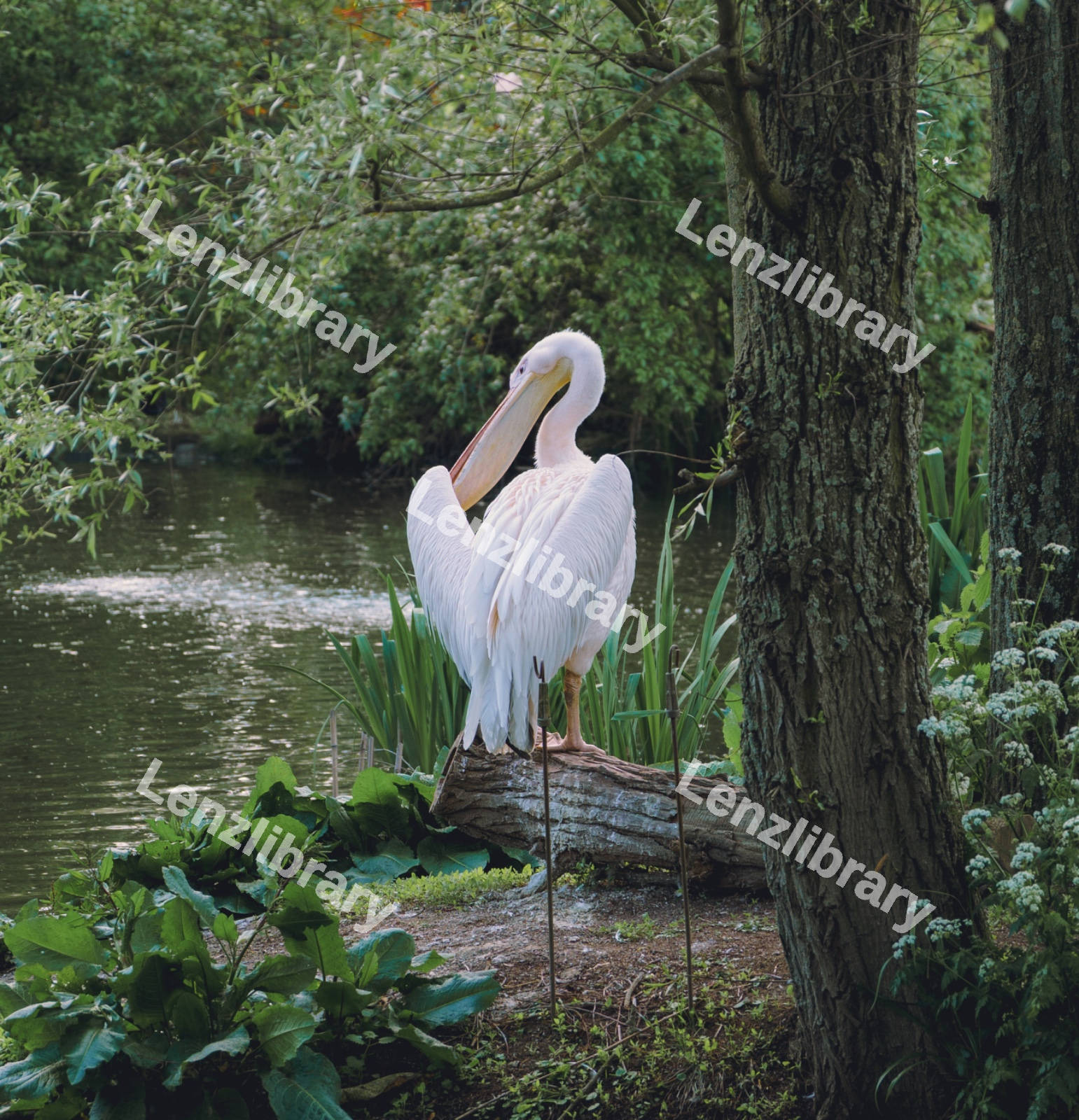 A Lone Pelican Grooming